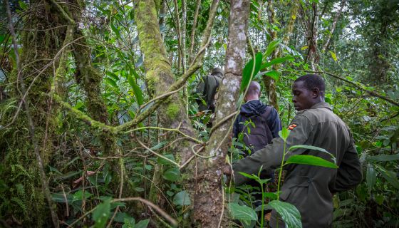BWINDI IMPENETRABLE NATIONAL PARK